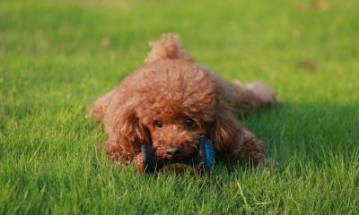 A cute toy poodle lying on the grass with a chew toy. Perfect pet photography capturing playful moments.