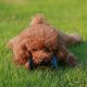 A cute toy poodle lying on the grass with a chew toy. Perfect pet photography capturing playful moments.