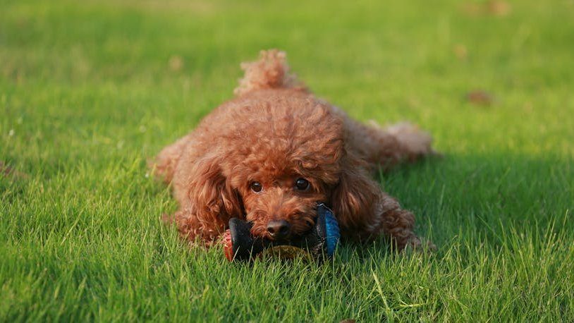 A cute toy poodle lying on the grass with a chew toy. Perfect pet photography capturing playful moments.